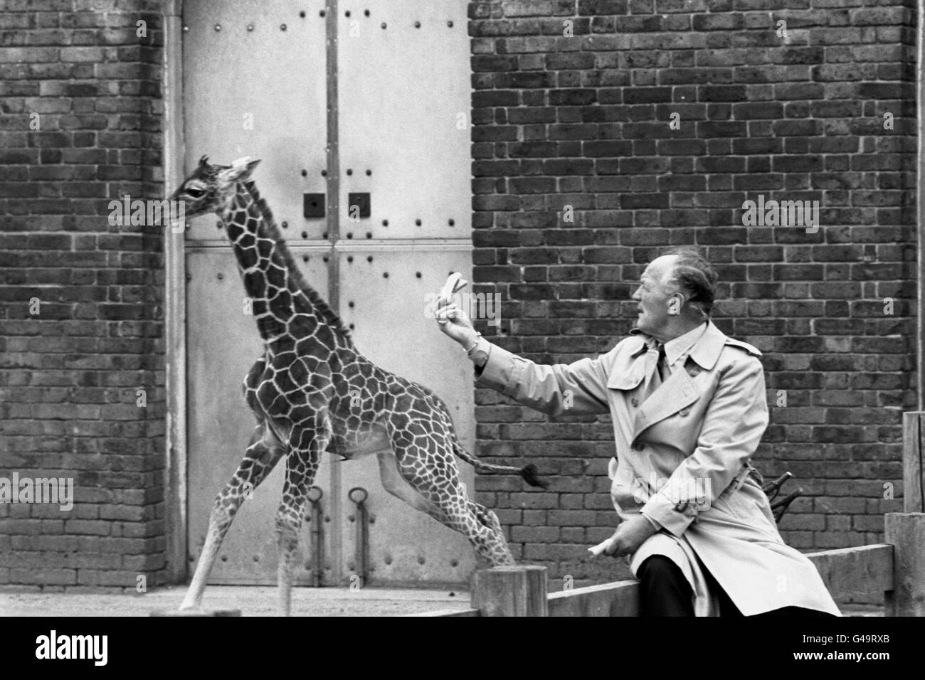 La personnalité sportive Henry Cooper tente de se faire l'ami du jeune garçon le plus jeune du zoo de Londres, Henry le veau Giraffe, nommé d'après l'ancien boxeur, quand le veau de onze jours a fait ses débuts dans la presse. Banque D'Images