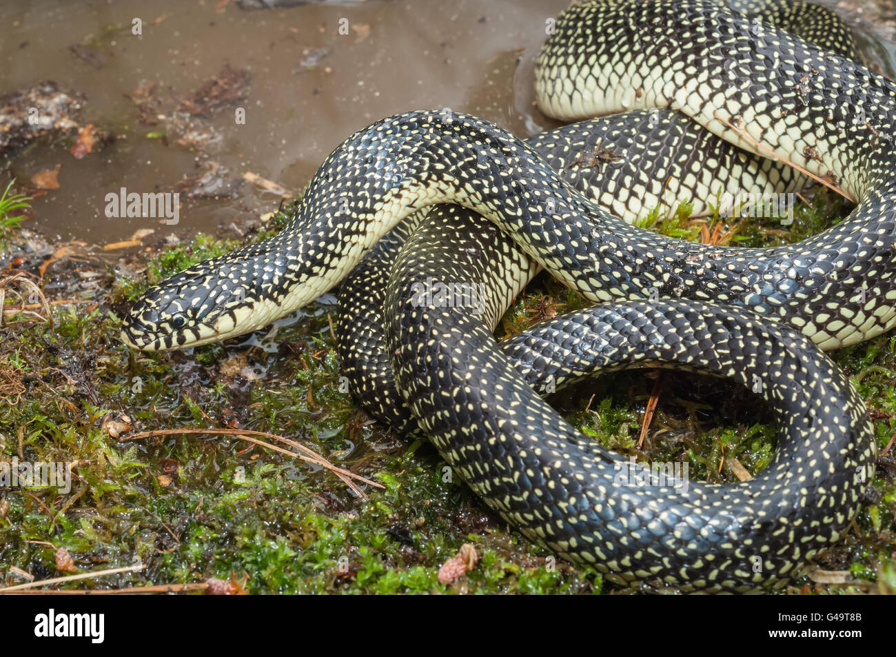 Lampropeltis Getula Holbrooki Snakes Banque De Photographies Et D’images à Haute Résolution - Alamy