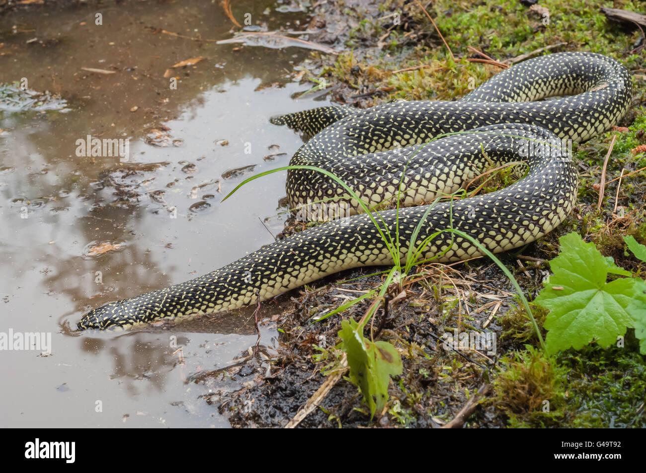 Lampropeltis getula kingsnake mouchetée, holbrooki, eau potable, endémique à l'United States Banque D'Images