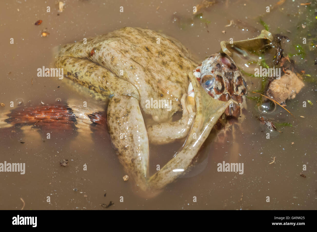 Couleuvre d'eau (Nerodia sipedon, manger la grenouille verte (Rana clamitans, originaire d'Amérique du Nord Banque D'Images