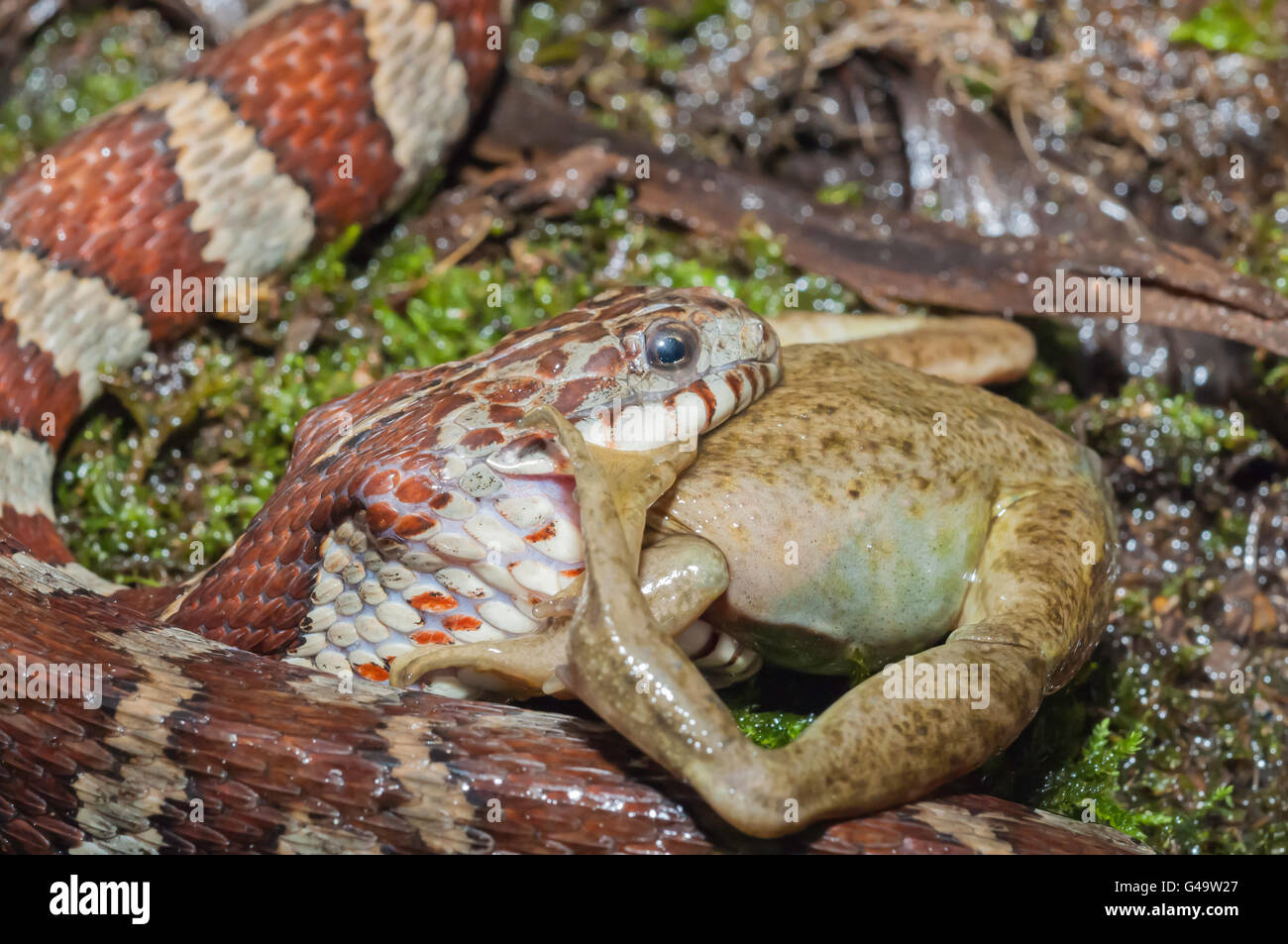 Couleuvre d'eau (Nerodia sipedon, manger la grenouille verte (Rana clamitans, originaire d'Amérique du Nord Banque D'Images