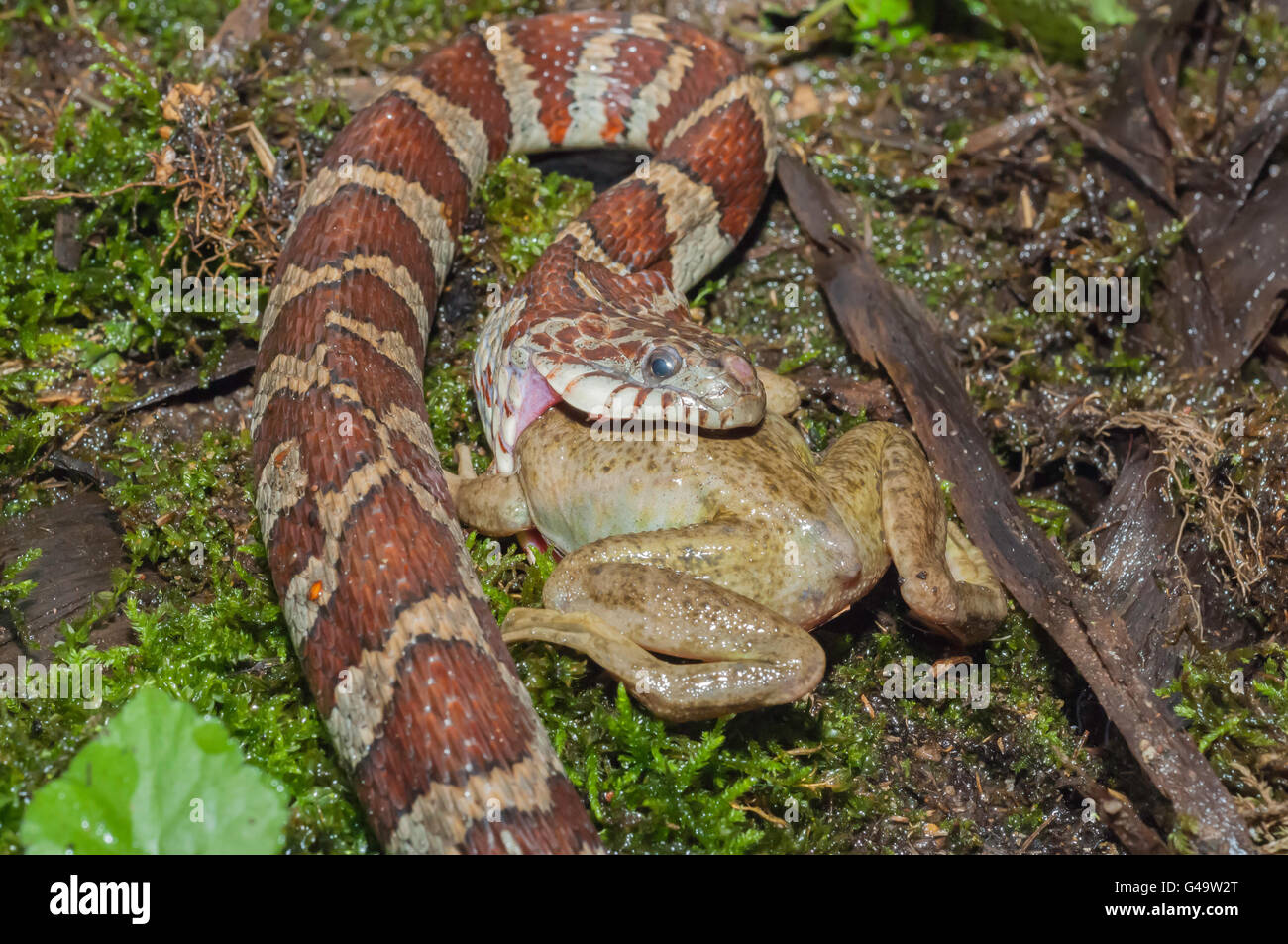 Couleuvre d'eau (Nerodia sipedon, manger la grenouille verte (Rana clamitans, originaire d'Amérique du Nord Banque D'Images