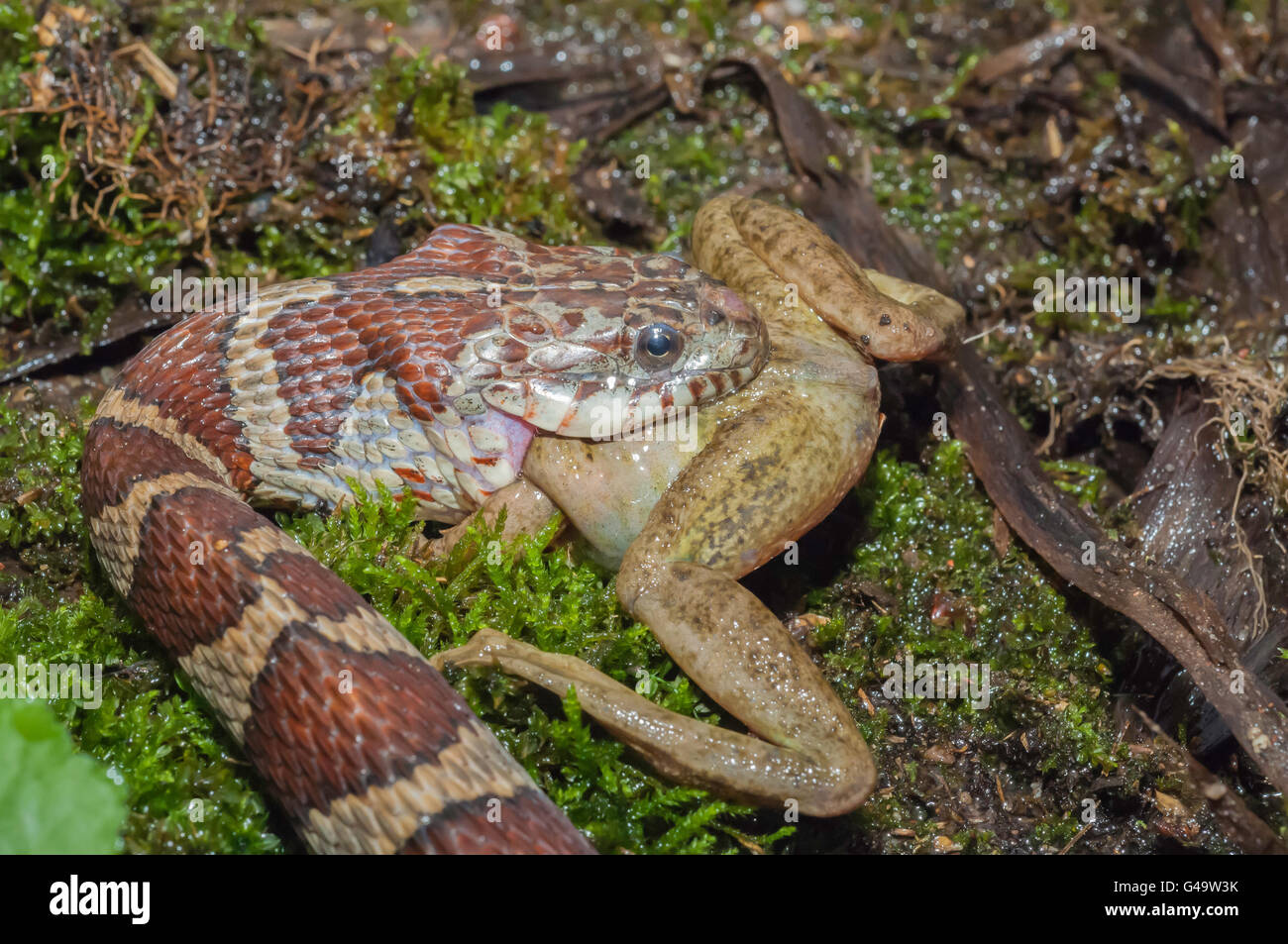 Couleuvre d'eau (Nerodia sipedon, manger la grenouille verte (Rana clamitans, originaire d'Amérique du Nord Banque D'Images