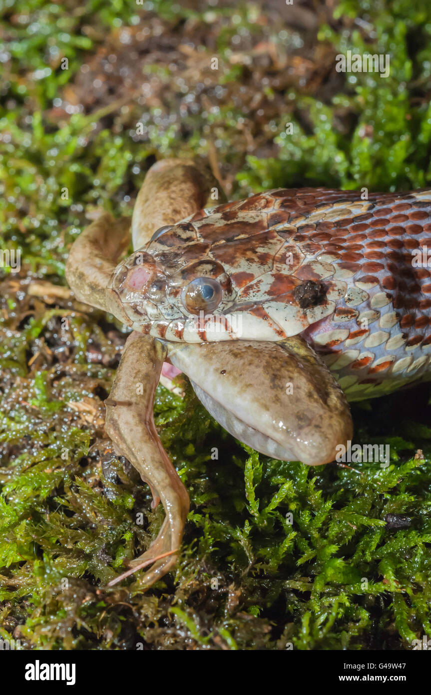 Couleuvre d'eau (Nerodia sipedon, manger la grenouille verte (Rana clamitans, originaire d'Amérique du Nord Banque D'Images