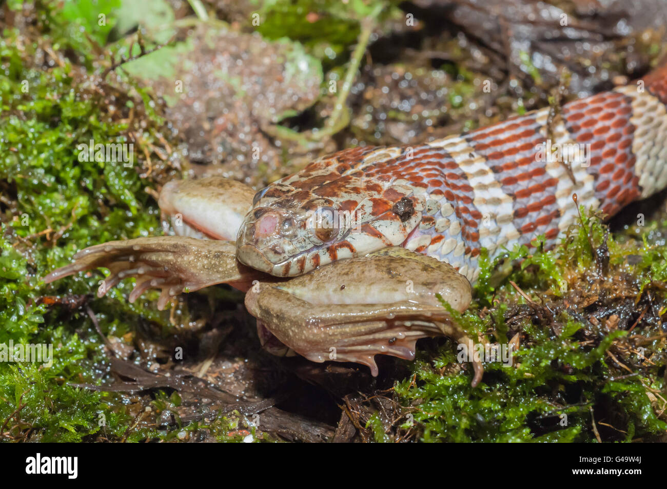 Couleuvre d'eau (Nerodia sipedon, manger la grenouille verte (Rana clamitans, originaire d'Amérique du Nord Banque D'Images