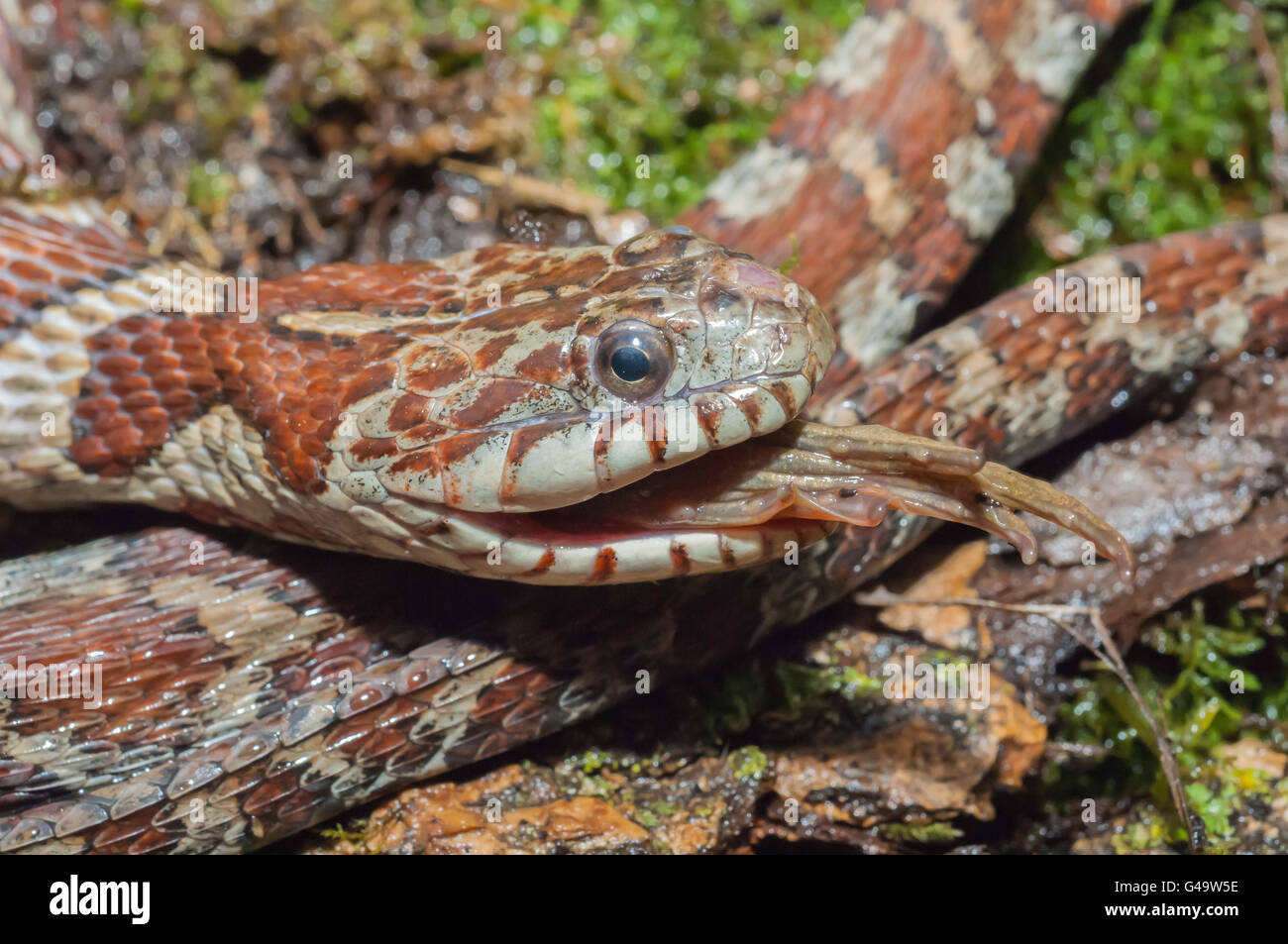 Couleuvre d'eau (Nerodia sipedon, manger la grenouille verte (Rana clamitans, originaire d'Amérique du Nord Banque D'Images