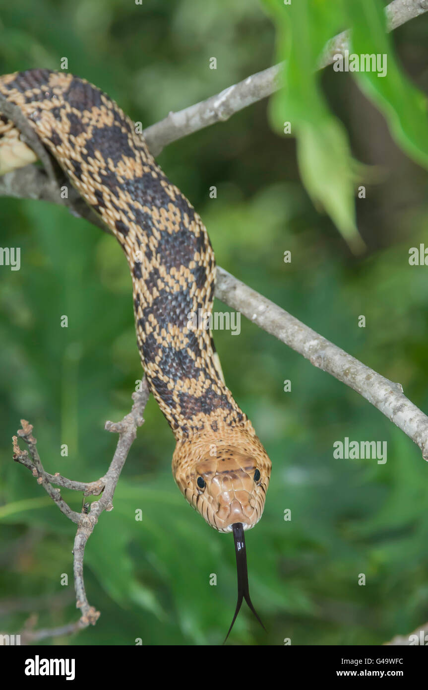 Pin du nord, serpent Pituophis melanoleucus melanoleucus, originaire de l'est Amérique du Nord Banque D'Images