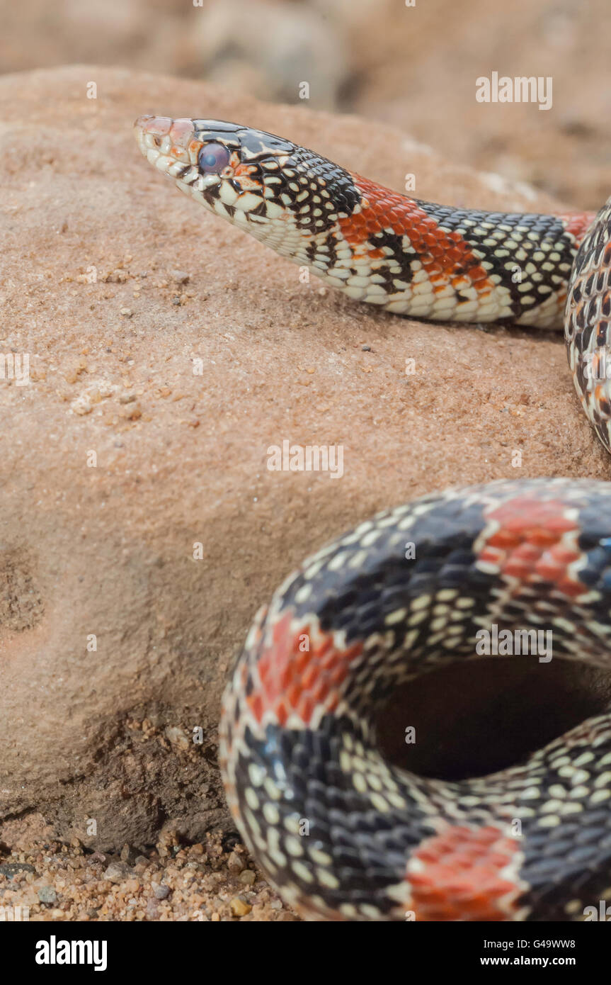 Texas long nez serpent, Rhinocheilus lecontei tessellatus, originaire de Texas, Nouveau Mexique, Utah, Colorado, Kansas et au Mexique Banque D'Images