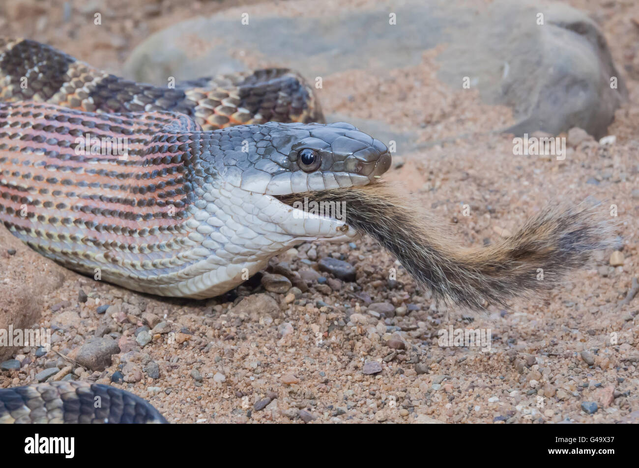 Texas couleuvre obscure, Elaphe obsoleta obsoleta, manger le tamia rayé, Tamias striatus, originaire d'Amérique du Nord Banque D'Images