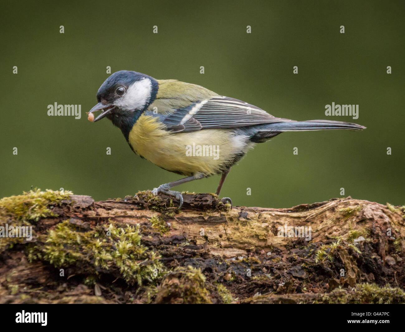 Mésange charbonnière, Parus major, Cheshire, Royaume-Uni, perché à des semences Banque D'Images