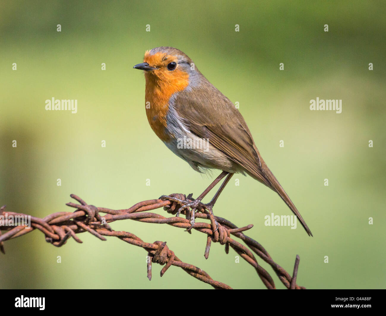 Robin sur du fil de fer barbelé Banque D'Images
