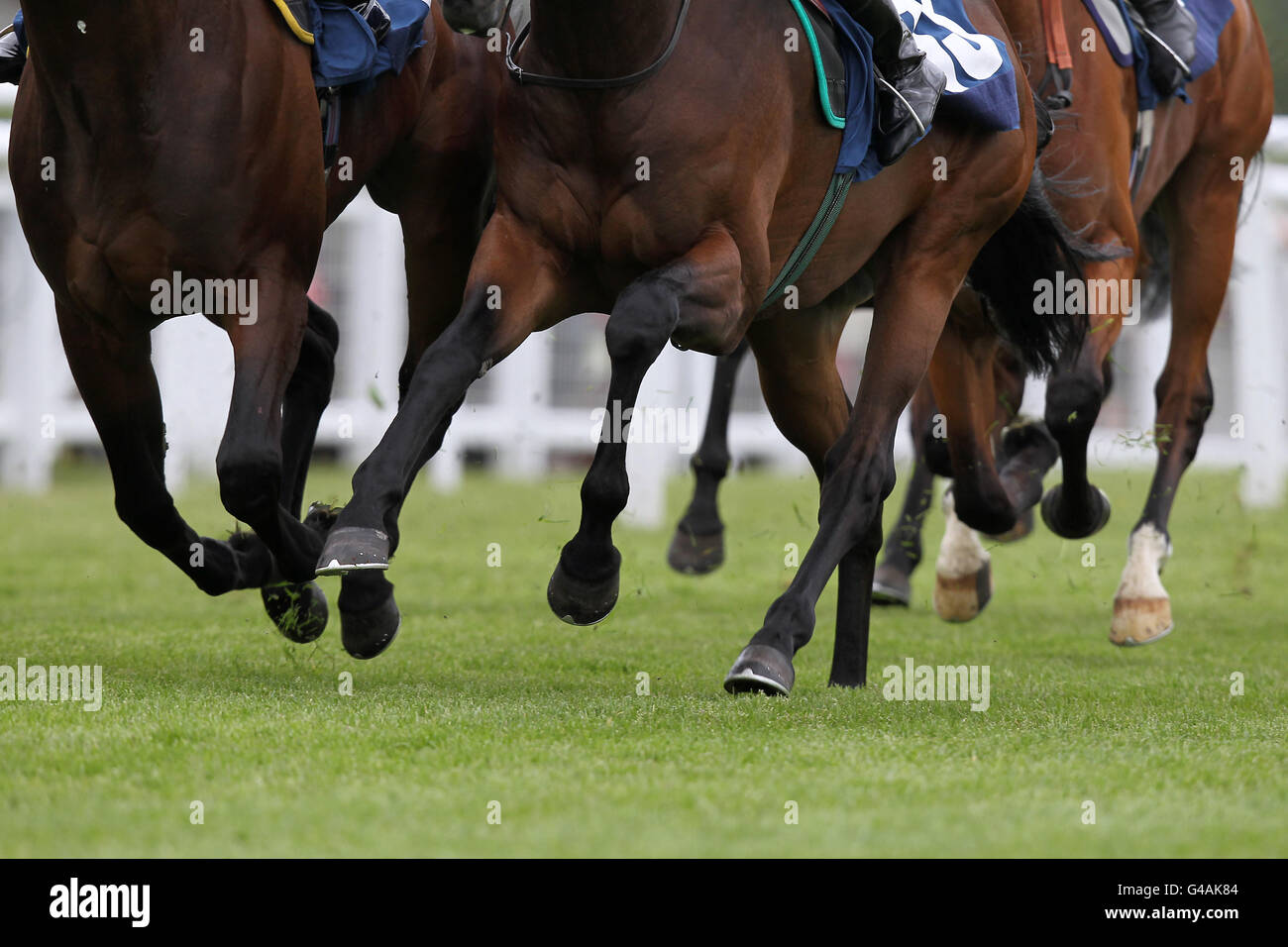 Les courses de chevaux - portée le jour de la course de bienfaisance - Newbury Banque D'Images