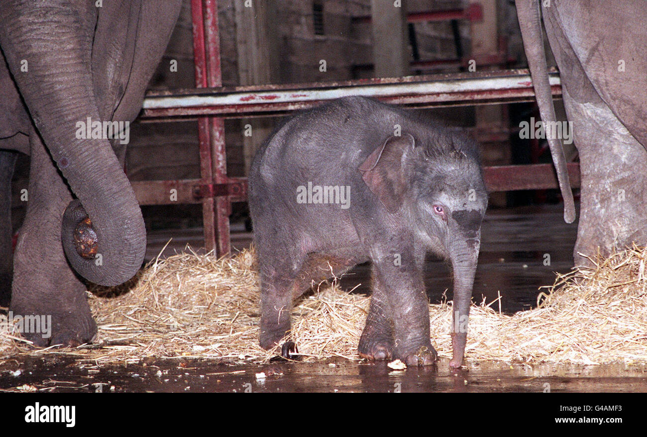 La nouvelle arrivée au zoo de Chester fait sa première apparition publique aujourd'hui (mardi). Le bébé asiatique encore sans nom, né de 80 kg à la Saint-Sylvestre, est la sœur de Karha, qui est morte l'été dernier, après avoir été rejetée par sa mère Thi-hi-way. Les experts du zoo disent qu'ils ne s'attendent pas à de tels problèmes cette fois-ci que la mère et le père, Chang, sont enraciner sur leur bébé. Voir PA Story ANIMAUX Eléphant. EDI.pic Dave Kendall/PA Banque D'Images