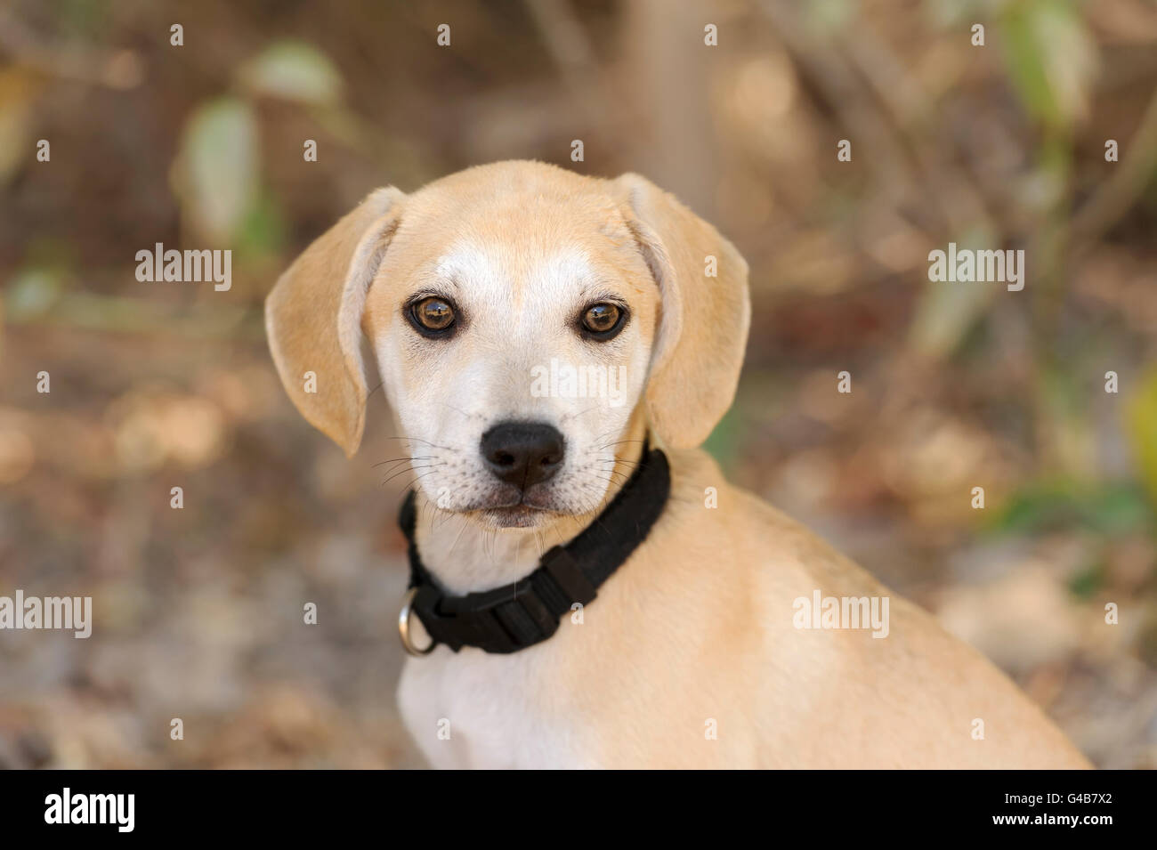 Chiot Mignon est un gros plan d'une adorable chiot chien vous regarde avec ces grands yeux adorables. Banque D'Images