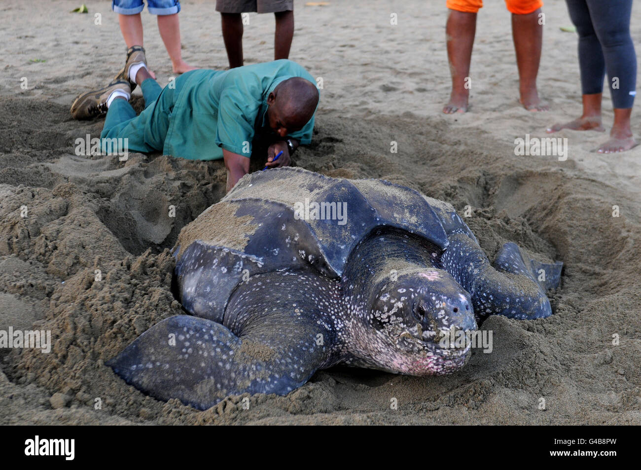 Photo non publiée d'une tortue de mer Leatherback, la plus grande tortue au monde, donnant à un membre de la patrouille de la tortue à Tobago la chance rare de vérifier ses œufs lorsqu'elle les pond à la lumière du jour. Banque D'Images