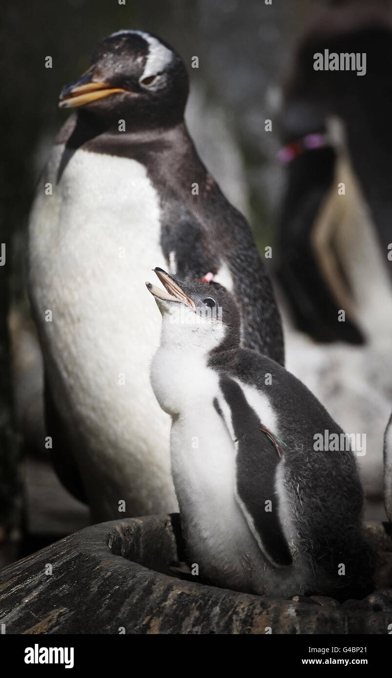 Pingouin D Ecosse Banque D Image Et Photos Alamy