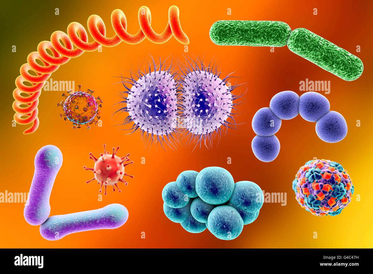 Les microbes. Illustration d'ordinateur d'un mélange contenant des microorganismes (bactéries et virus de types différents. Banque D'Images