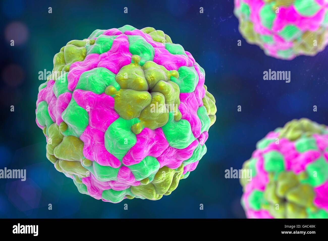 Parechoviruses, illustration de l'ordinateur. Les virus à ARN à partir de la famille des Picornaviridae. Il existe deux types d'Parechoviruses : Parechovirus human Parechovirus (UN) qui provoque une légère, troubles gastro-intestinaux ou des maladies respiratoires, et plus rarement une myocardite et encéphalite ; Parechovirus B (zoonoses, également appelé virus Ljungan) qui est associée au diabète, la mort intra-utérine du fœtus humain, en pathologie cérébrale et troubles du développement chez les nouveau-nés. Banque D'Images
