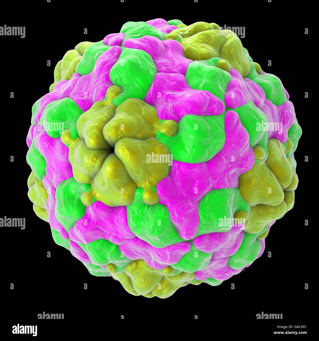 Parechovirus, illustration de l'ordinateur. Les virus à ARN à partir de la famille des Picornaviridae. Il existe deux types d'Parechoviruses : Parechovirus human Parechovirus (UN) qui provoque une légère, troubles gastro-intestinaux ou des maladies respiratoires, et plus rarement une myocardite et encéphalite ; Parechovirus B (zoonoses, également appelé virus Ljungan) qui est associée au diabète, la mort intra-utérine du fœtus humain, en pathologie cérébrale et troubles du développement chez les nouveau-nés. Banque D'Images