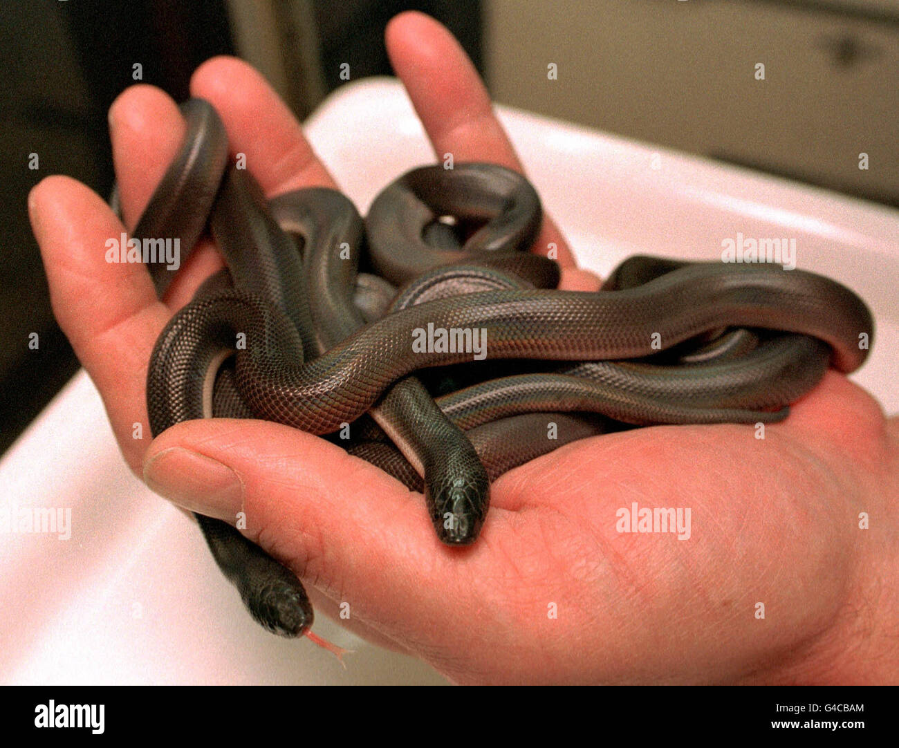 Richard O'Grady, directeur du zoo de Glasgow, tient aujourd'hui (mercredi) les pythons à terriers mexicains récemment éclos. Le python de couleur cuivre, se développe à environ un mètre de longueur et son parent le plus proche est le python de terre d'Afrique de l'Ouest. Photo de Roger Donovan/PA. Voir PA Story ANIMAUX serpents Banque D'Images