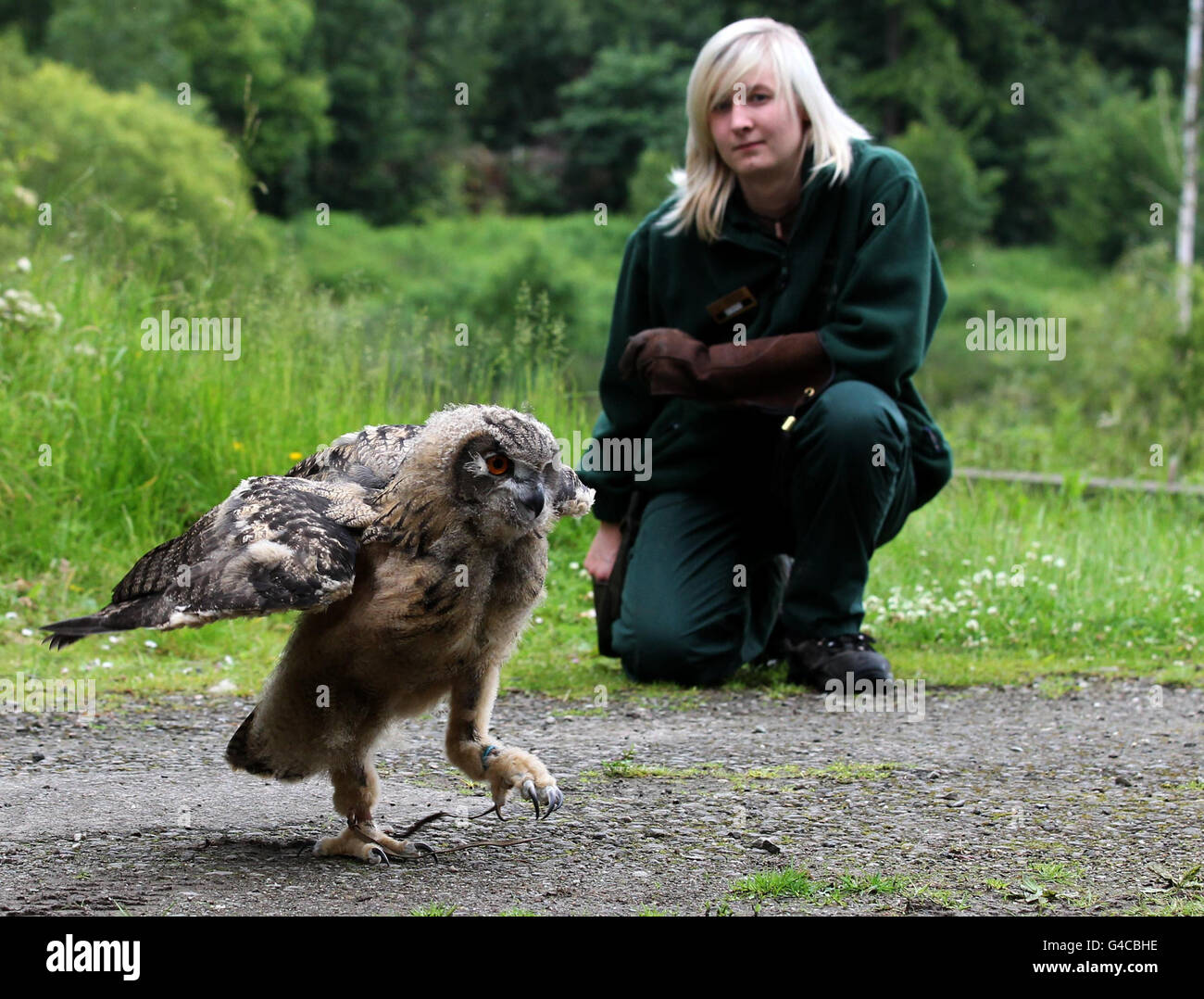 Blair Drummond eagle owl chick Banque D'Images