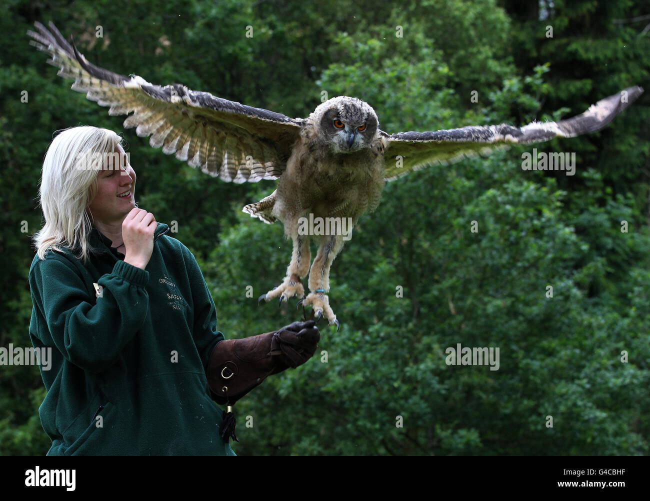 Blair Drummond eagle owl chick Banque D'Images