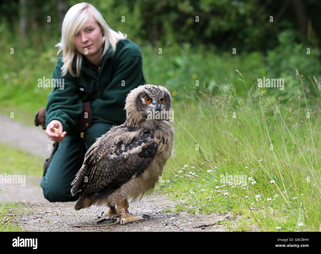 Blair Drummond eagle owl chick Banque D'Images
