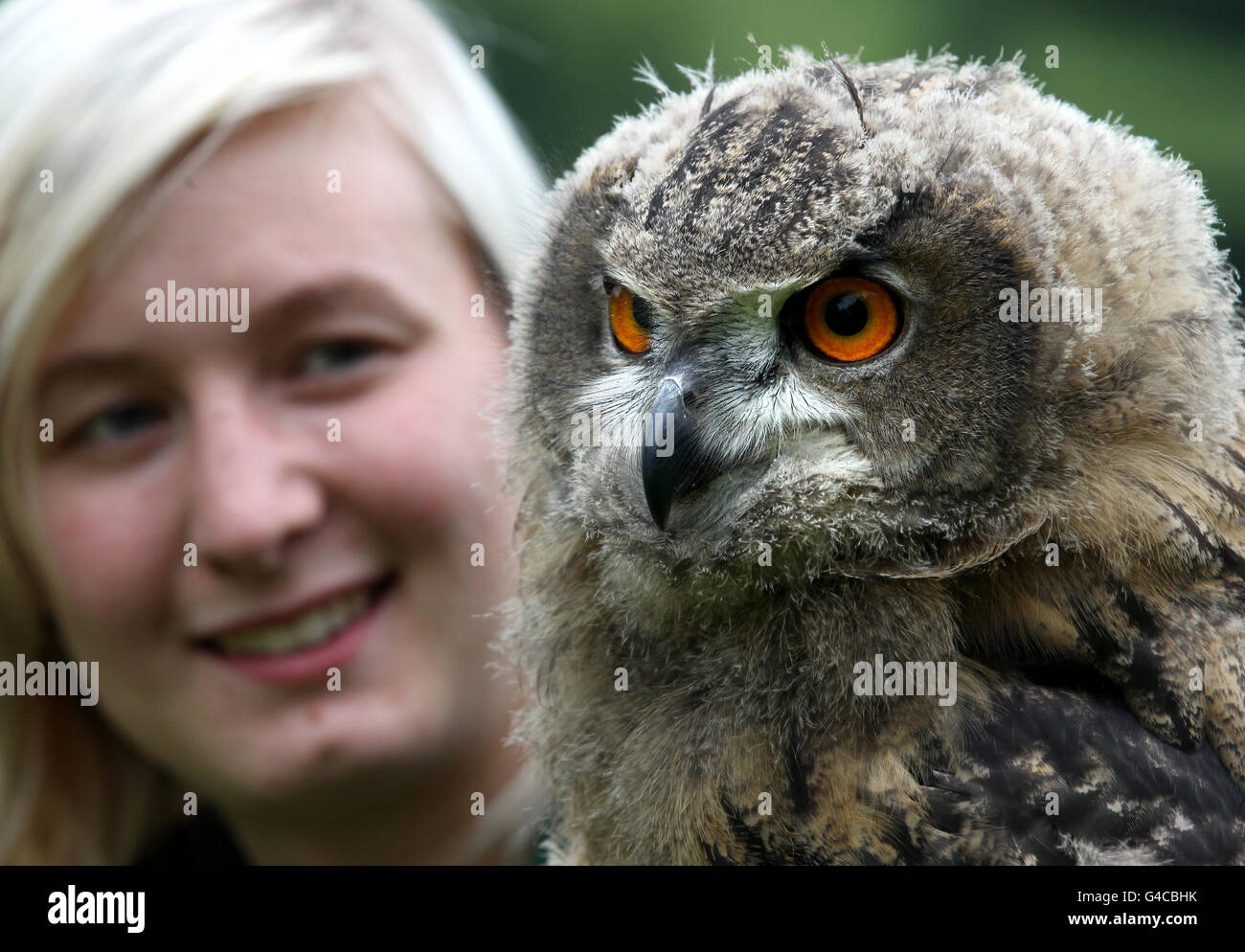 Blair Drummond eagle owl chick Banque D'Images