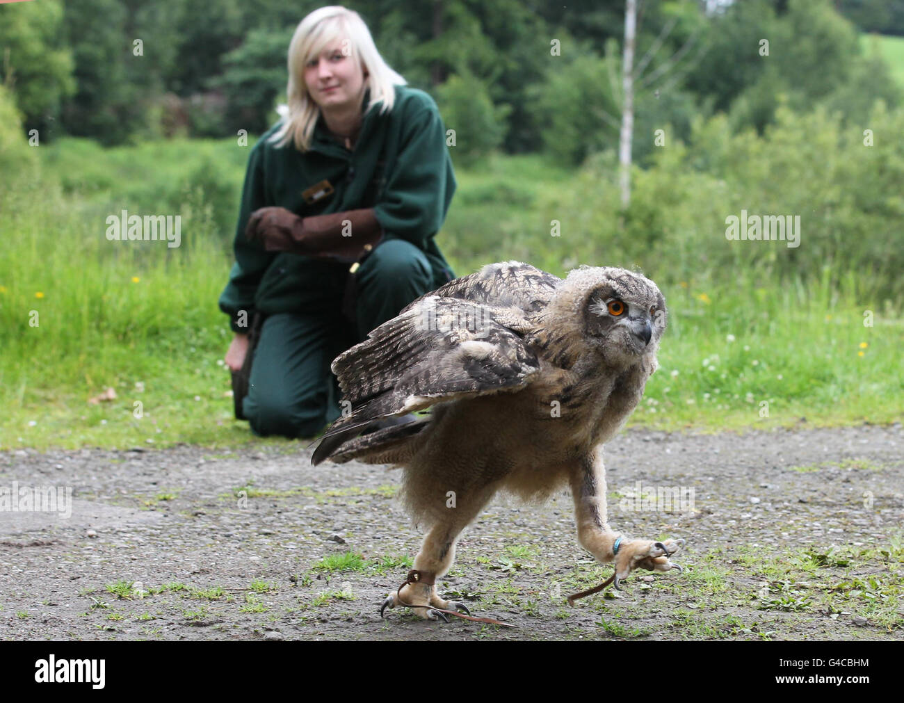 La gardienne d'animaux Steph Green observe Gloria, une poussette de 11 semaines de hibou de l'aigle, alors qu'elle fait ses premiers pas à l'extérieur de son enclos au parc safari Blair Drummond près de Stirling. Banque D'Images