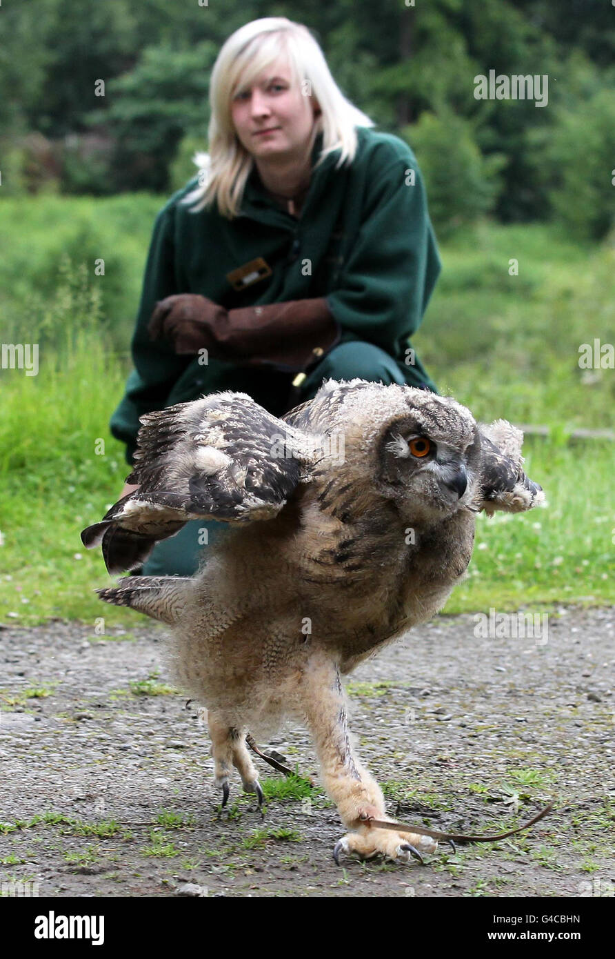 La gardienne d'animaux Steph Green observe Gloria, une poussette de 11 semaines de hibou de l'aigle, alors qu'elle fait ses premiers pas à l'extérieur de son enclos au parc safari Blair Drummond près de Stirling. Banque D'Images