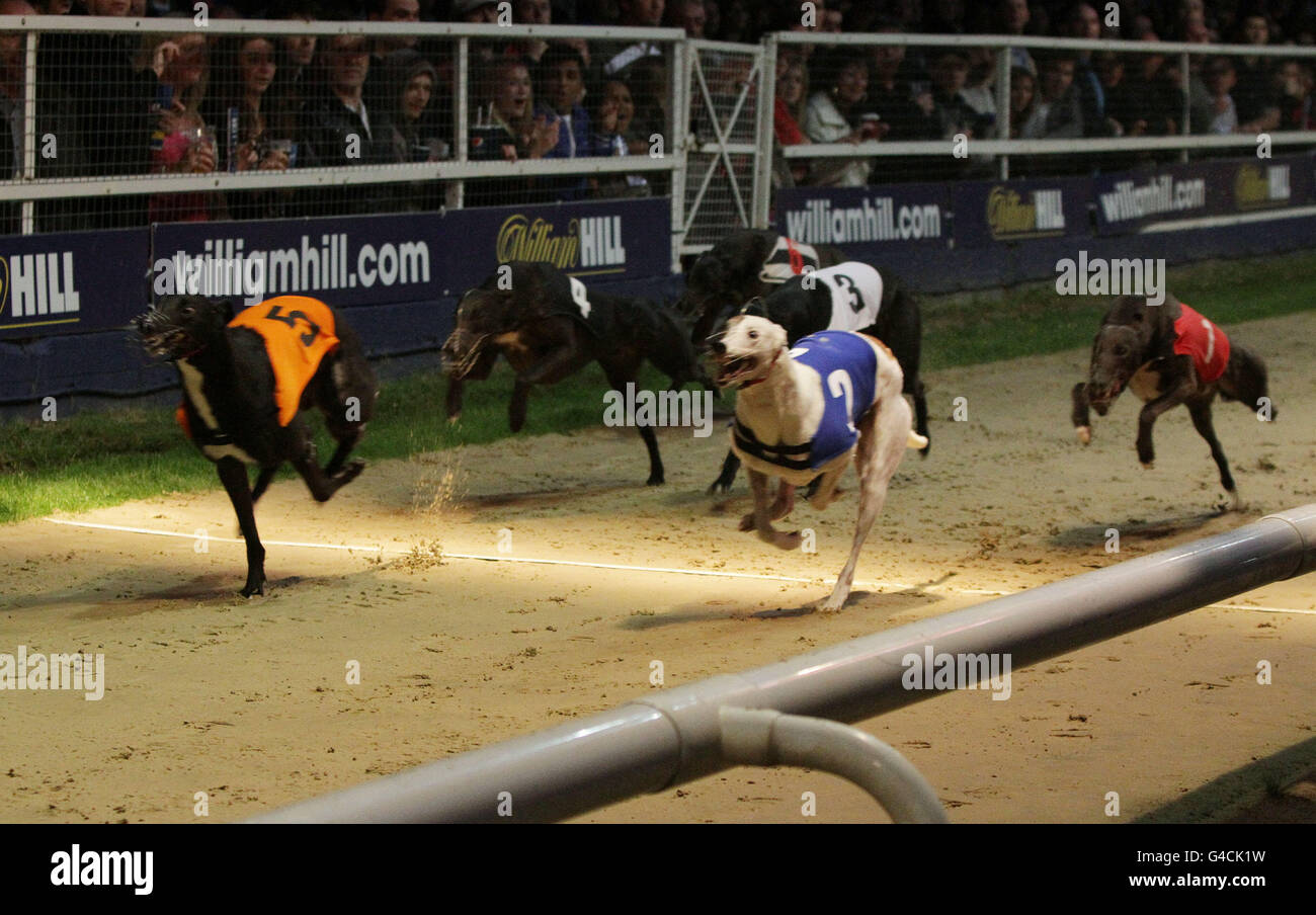 Le gagnant éventuel Boher Legend (no 5), en action lors de l'invitation au Derby Williamhill.com, au stade de Wimbledon, dans le sud de Londres. Banque D'Images