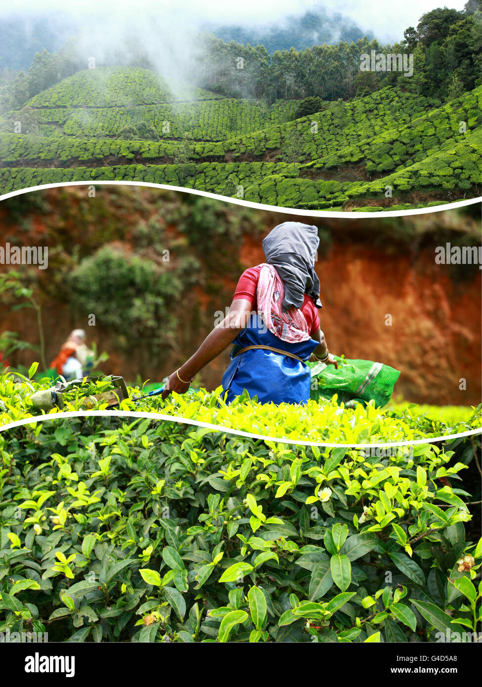 Collage des plantations de thé de Munnar ( Inde ) images - billet d'arrière-plan (mes photos) Banque D'Images