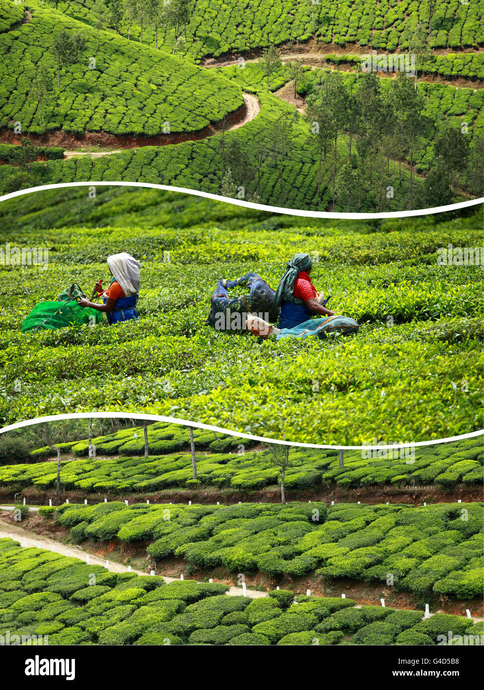 Collage des plantations de thé de Munnar ( Inde ) images - billet d'arrière-plan (mes photos) Banque D'Images