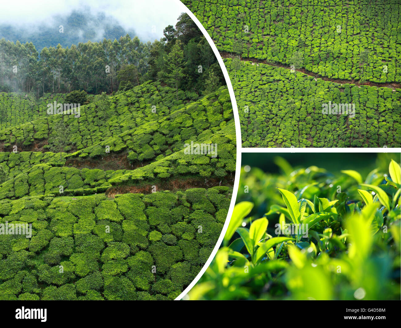 Collage des plantations de thé de Munnar ( Inde ) images - billet d'arrière-plan (mes photos) Banque D'Images