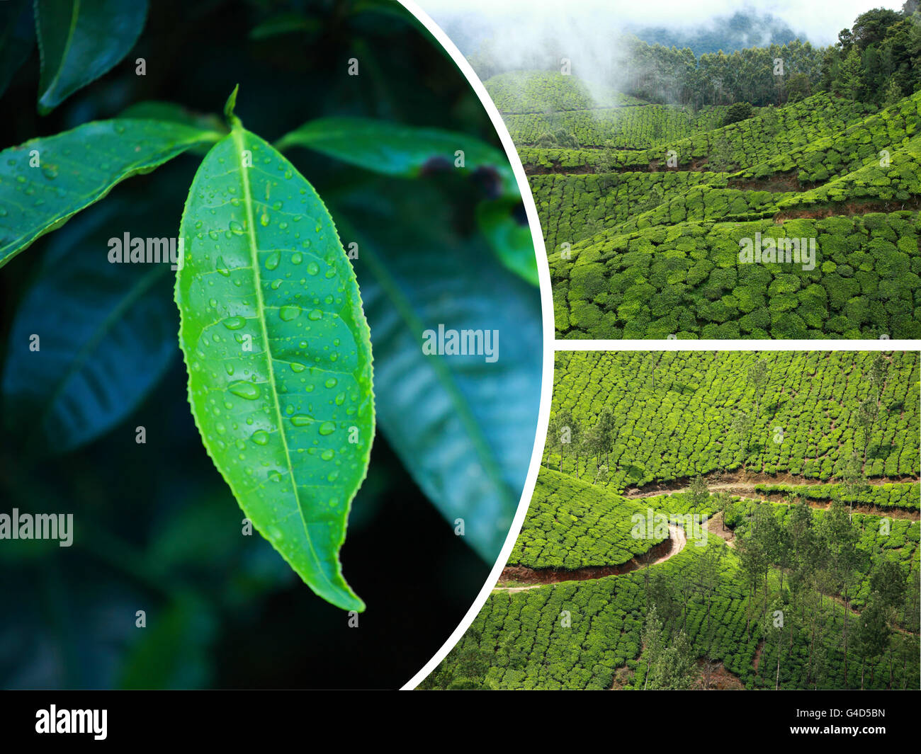 Collage des plantations de thé de Munnar ( Inde ) images - billet d'arrière-plan (mes photos) Banque D'Images