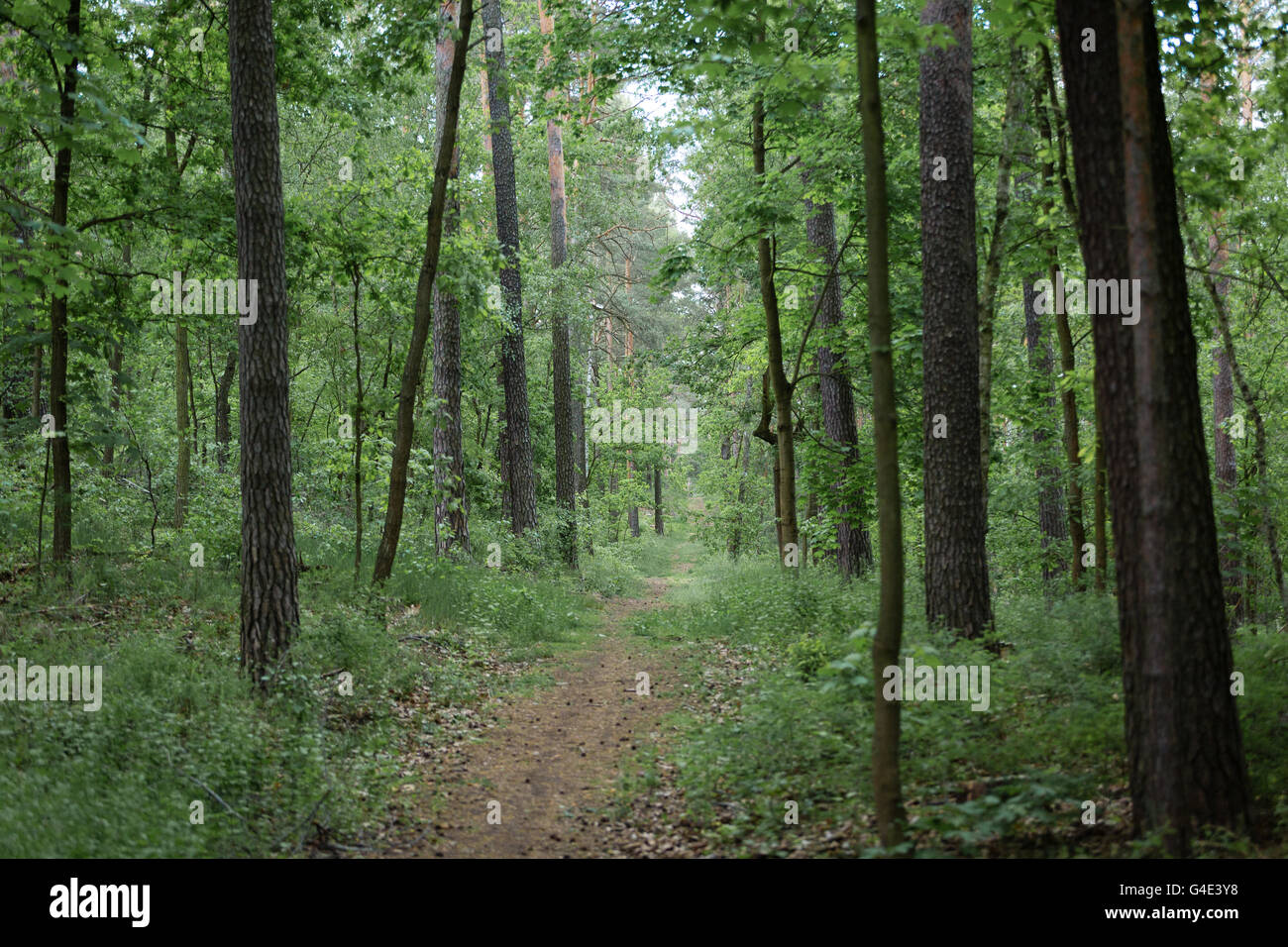 Chemin à l'intérieur d'arbres forestiers Banque D'Images