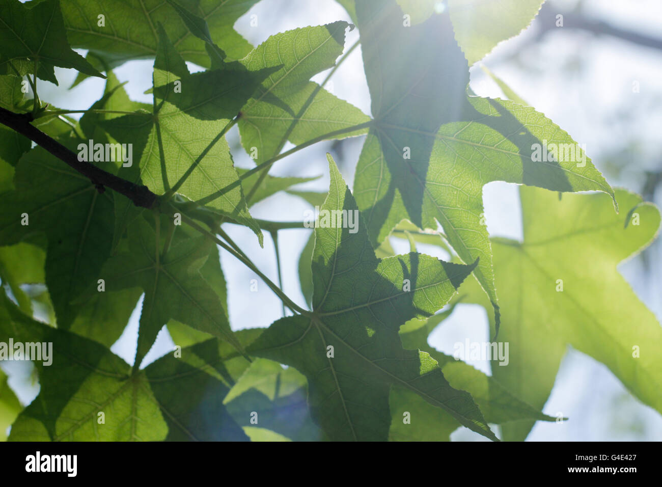 Photographie de certaines feuilles de l'arbre vert Banque D'Images