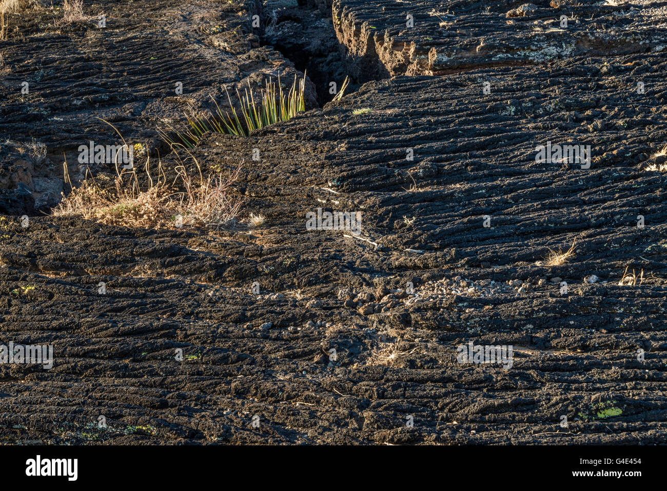 Champ de lave pahoehoe, Carrizozo Malpais coulées à la vallée de feux de zone de loisirs, bassin de Tularosa près de Carrizozo, Nouveau Mexique Banque D'Images