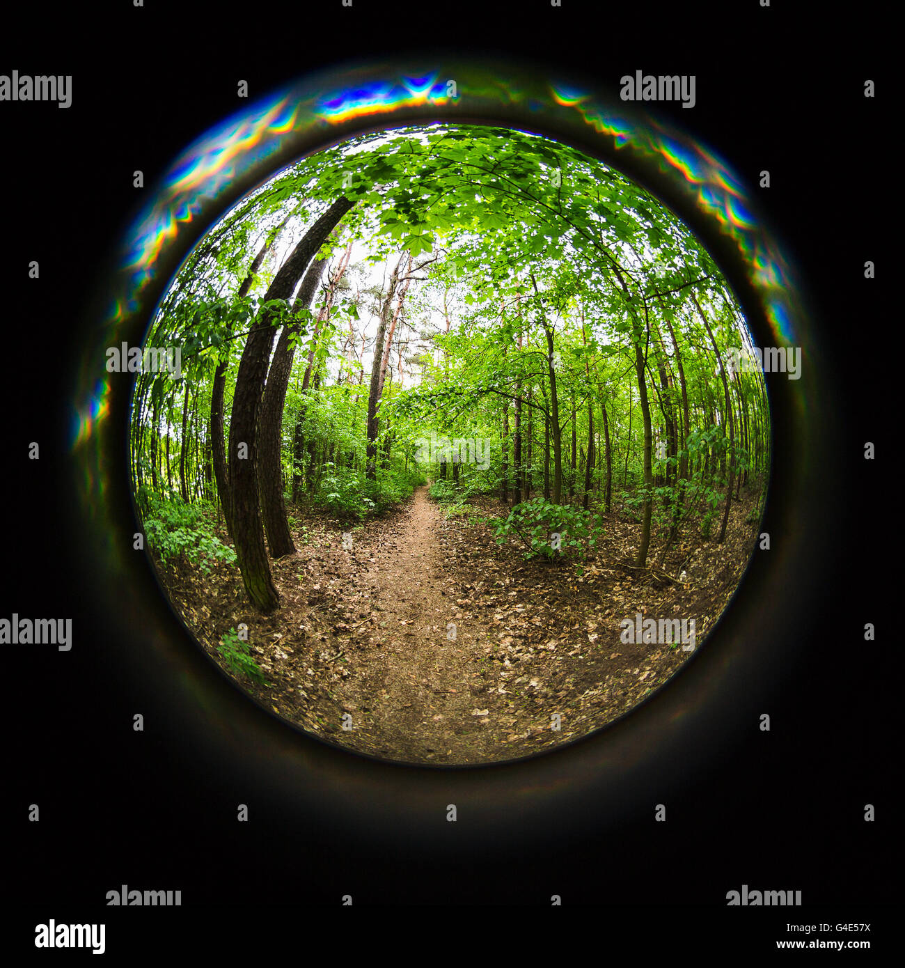 Le Treetops, 8mm fish-eye shot d'arbres Banque D'Images