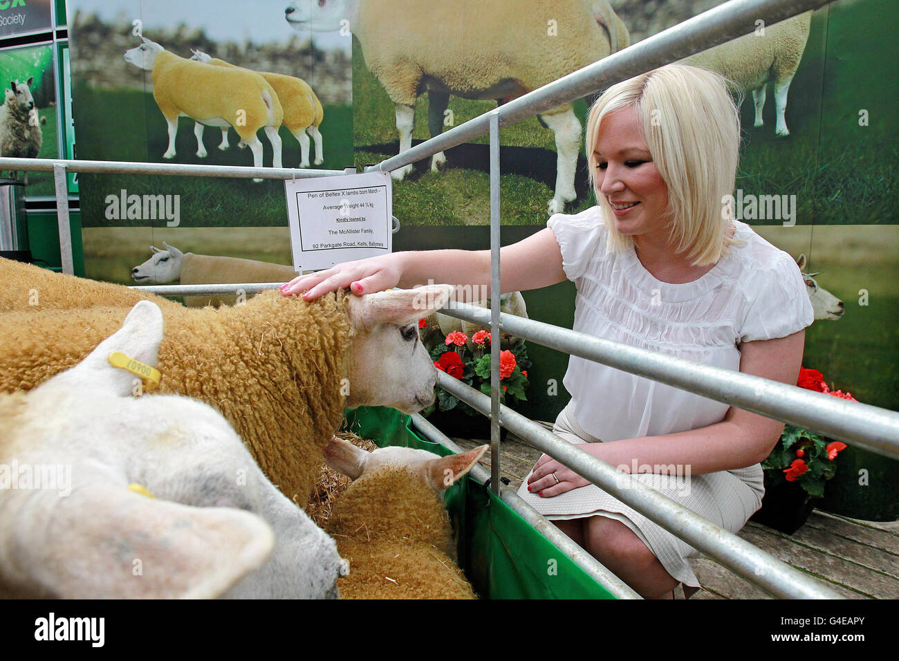Michelle O'Neill, ministre de l'Agriculture et du développement rural, regarde les moutons Beltex dans les stands du marché de l'élevage de Ballymena lors de l'événement 2011 de la NSA Northern Ireland Sheep. Banque D'Images