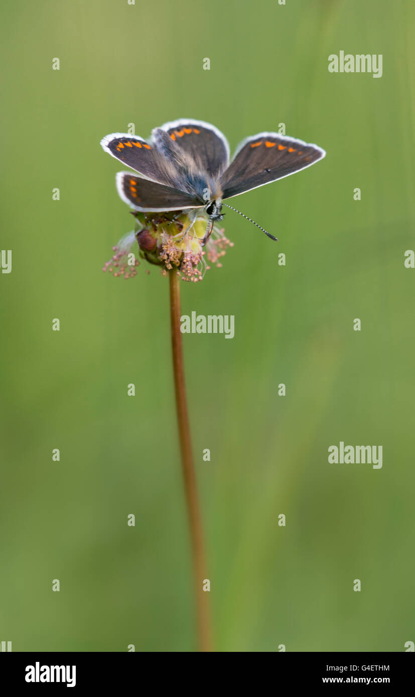 Un papillon Argus brun perché sur salade Burnett. Banque D'Images