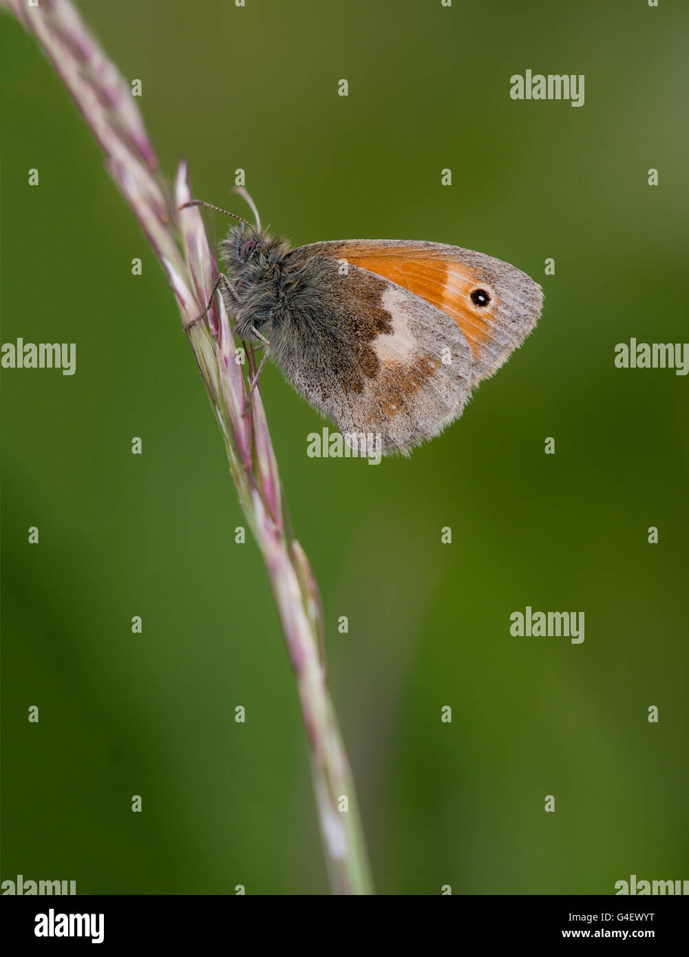 Papillon Small Heath. Banque D'Images
