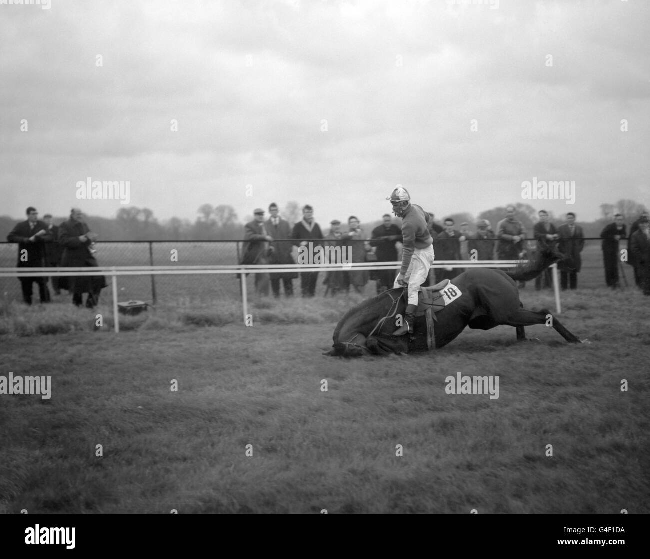 J Renfree tombe en avant tandis que son cheval, décalé, tombe à la dernière clôture Banque D'Images