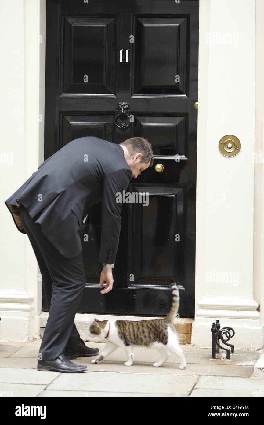 Larry The Downing Street Cat à l'extérieur du 11 Downing Street à Westminster, centre de Londres. Banque D'Images