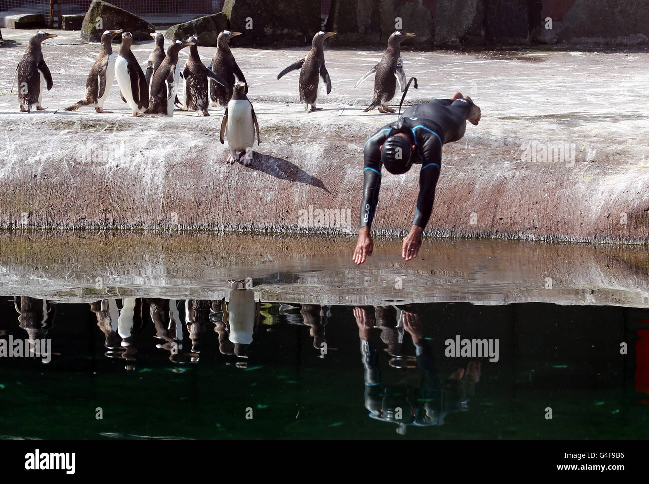 Rob Thomas, directeur de la conservation et de la recherche de la Royal Zoological Society of Scotland, plonge dans la piscine extérieure des pingouins du zoo d'Édimbourg. Banque D'Images