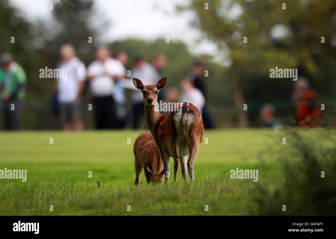 Golf - Open d'Irlande 2011 - Jour trois - Killarney Golf et Club de pêche Banque D'Images