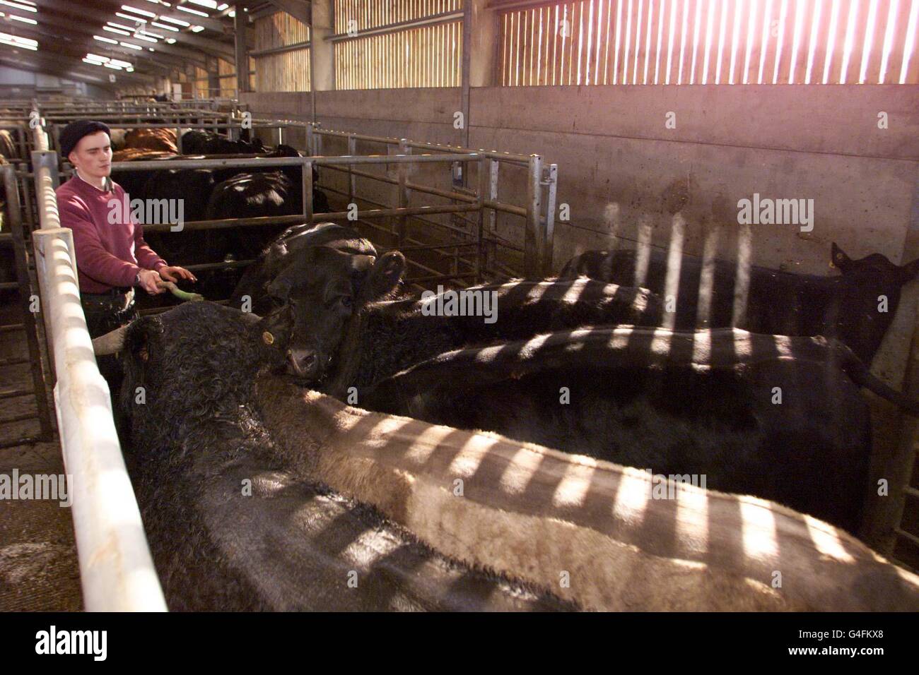 Un éleveur de bovins non identifié sur le marché du bétail de Hexham ce mardi 24 novembre 1998, suite à la décision prise hier par les gouvernements de l'UE de lever l'interdiction sur les exportations britanniques de boeuf. Photo d'Owen Humphreys/PA. Voir PA Story POLITICS Beef Banque D'Images