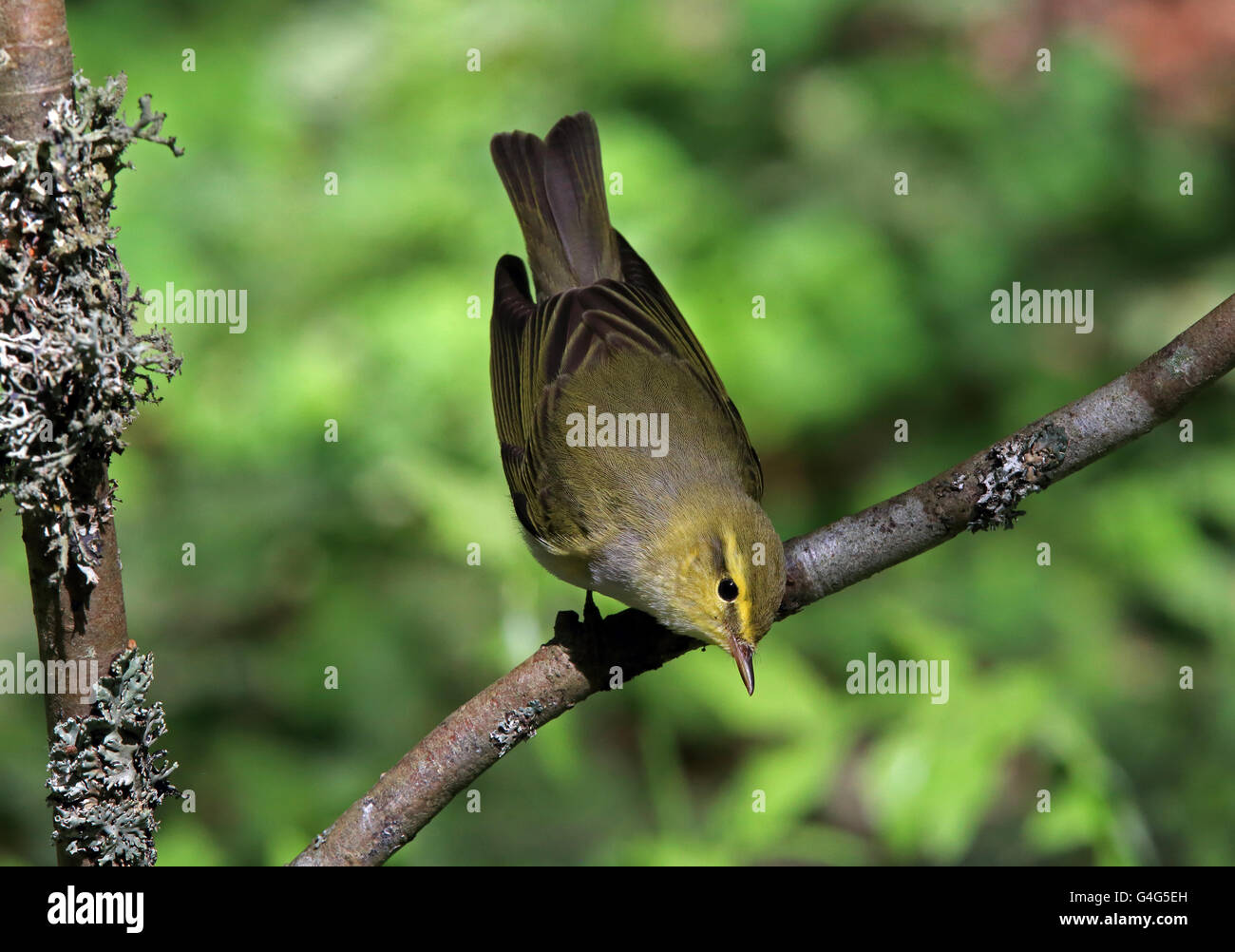 Paruline de bois, Phylloscopus sibilatrix, assise sur la branche Banque D'Images