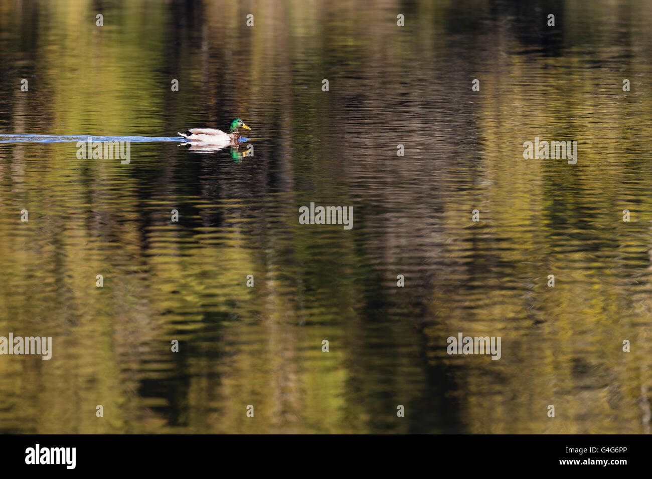 Canard colvert mâle natation à travers une surface du lac à motifs magnifiquement Banque D'Images