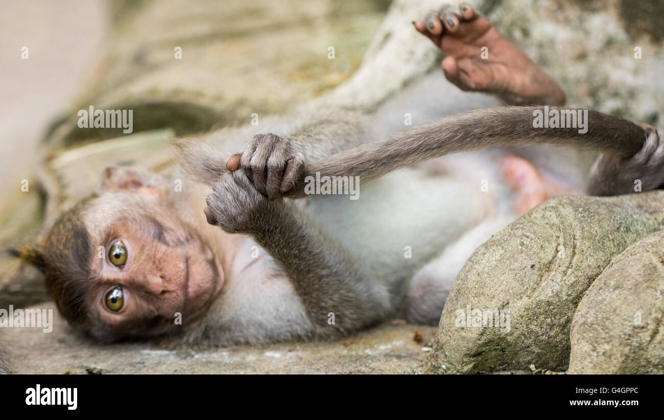 Les macaques à longue queue (Macaca fascicularis) dans la forêt des singes sacrés, Ubud, Indonésie Banque D'Images